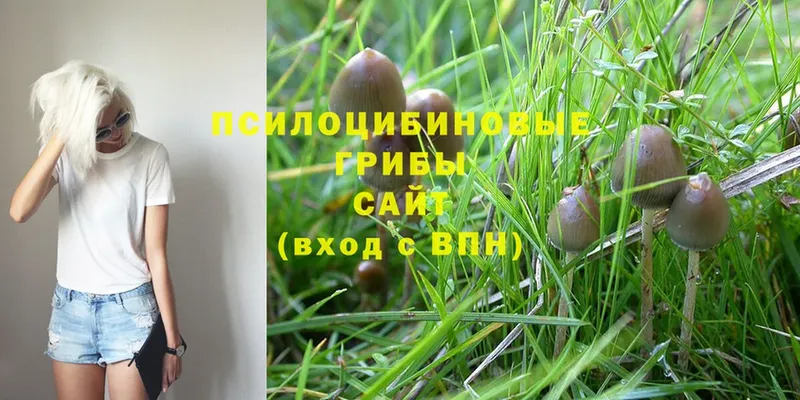 Галлюциногенные грибы Magic Shrooms  Лениногорск 